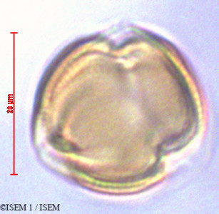 Anagallis arvensis - lame n° 29116